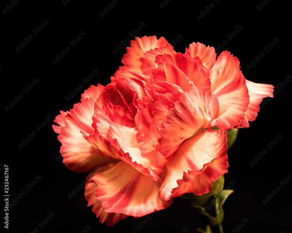 Single Carnation 1026 Single Carnation 1026