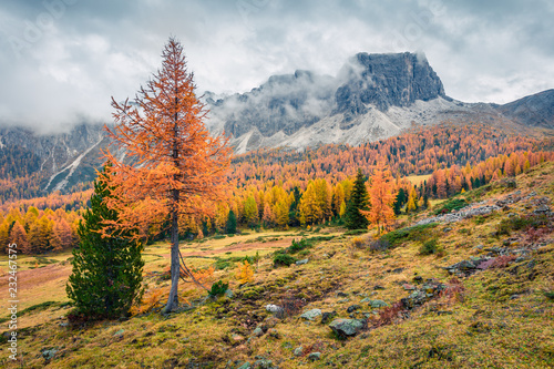 Foggy sunny view of Dolomite Alps with yellow larch trees. Colorful autumn scene of Ponta dei Lastoi mountain range. Giau pass location, Italy, Europe. Beauty of nature concept background.