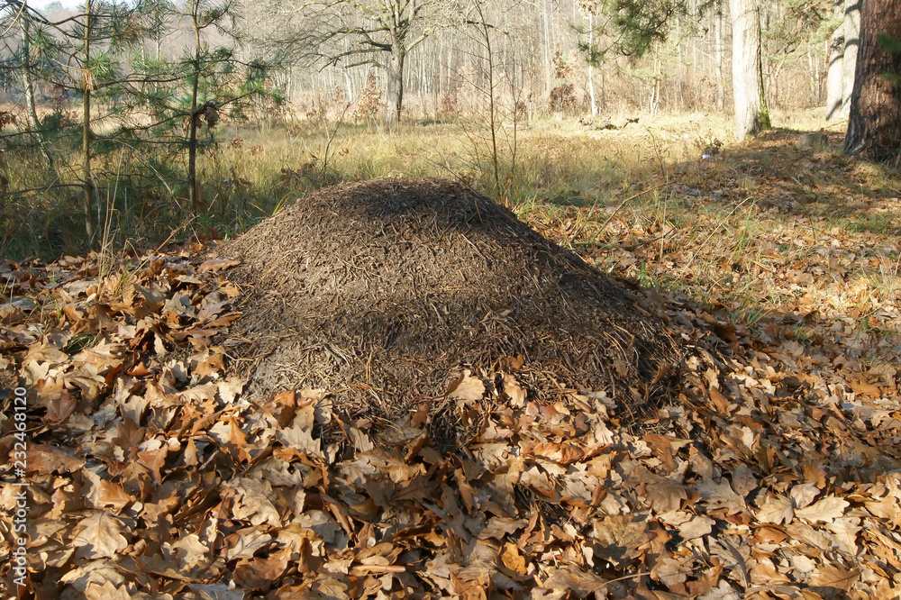 Obraz premium Муравейник в осеннем лесу