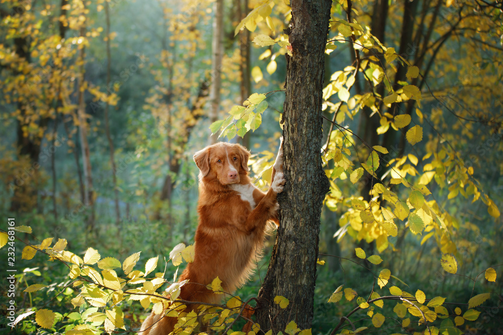 the dog in the woods put the paws in a tree. Autumn mood. Pet on nature. Nova Scotia duck tolling Retriever, Toller