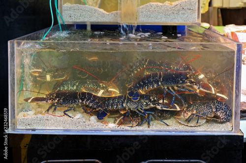 Lobsters in Tank