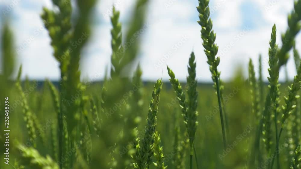 Сlose up grow monoculture stalks on the farmland point of view, no people. Environmental concept of wildlife. Country side landscape with fresh grass and cloudy skyline. Beautiful idyllic summer scene Сlose up grow monoculture stalks on the farmland point of view, no people. Environmental concept of wildlife. Country side landscape with fresh grass and cloudy skyline. Beautiful idyllic summer scene