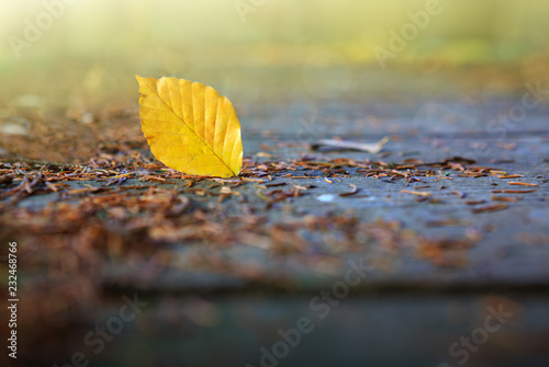 Yellow beech leaf on the on the wooden bridge in the autumn park.