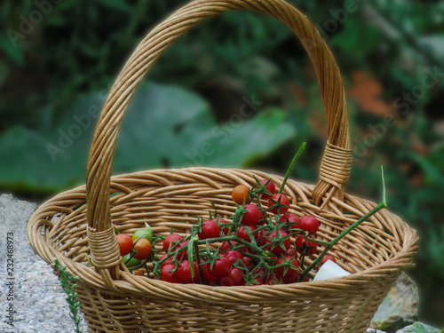 Red cherry tomatoes in a wicker basket in the garden