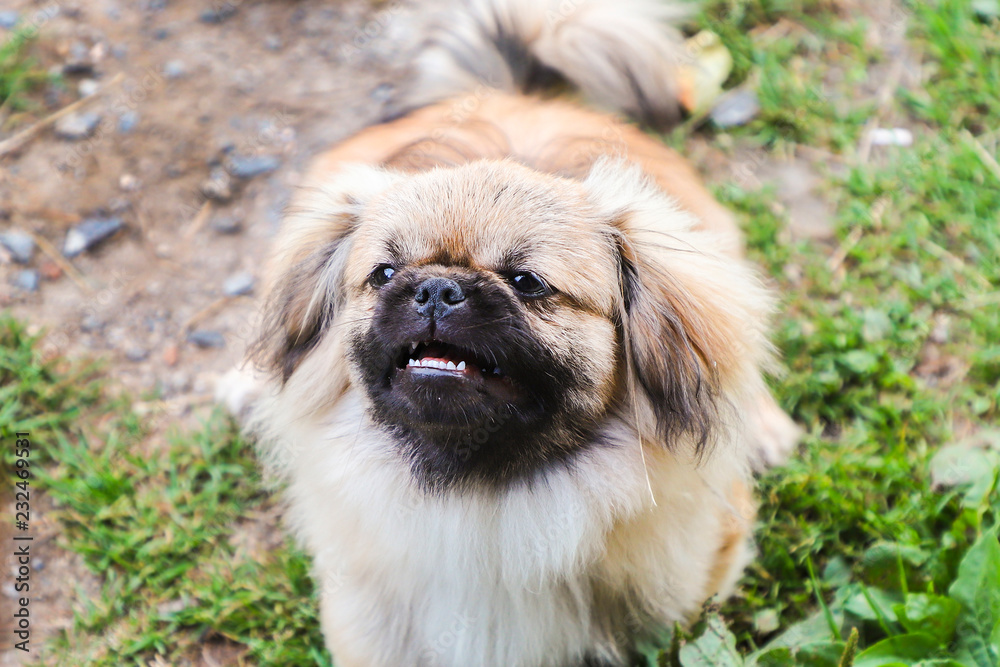 Portrait of a pekingese dog.