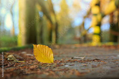 Yellow beech leaf on the on the wooden bridge in the autumn park.