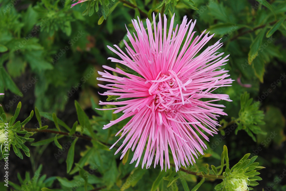 Pink aster flower rejoices in summer. pink aster branches on an isolated green background Pink aster flower rejoices in summer. pink aster branches on an isolated green background