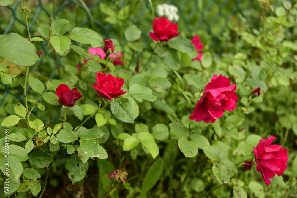 beautiful flowers