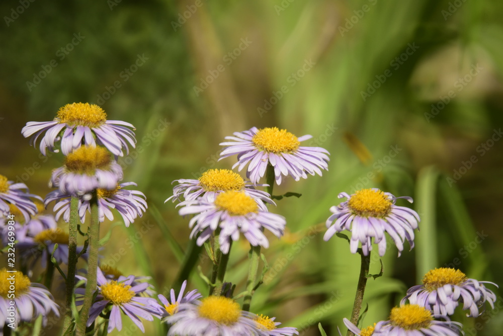 beautiful flowers beautiful flowers