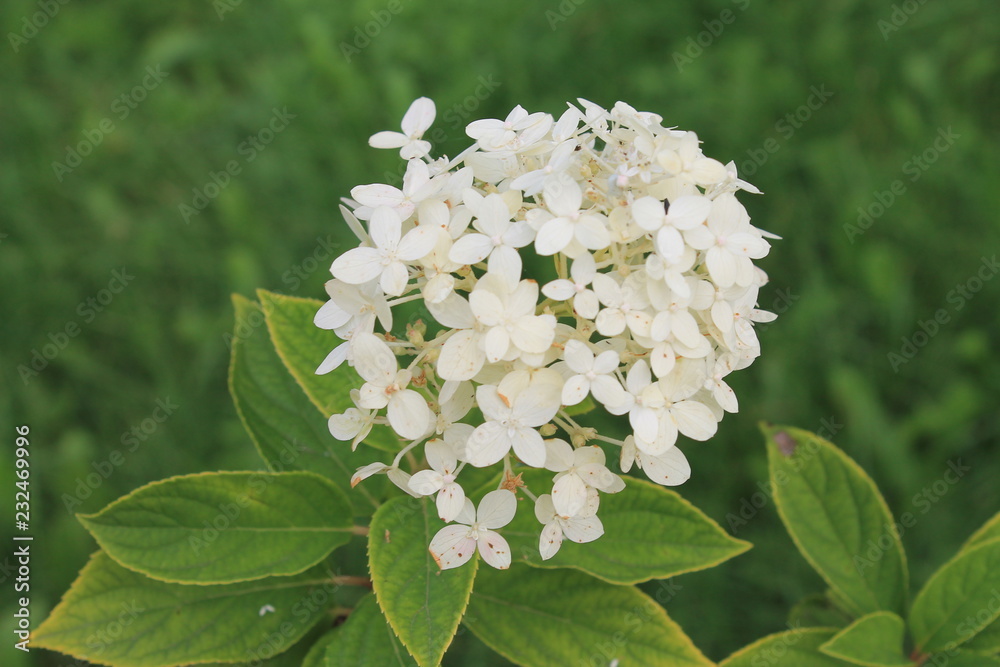 white hydrangea flower smiles at the sun. Hydrangea flower on an isolated background white hydrangea flower smiles at the sun. Hydrangea flower on an isolated background