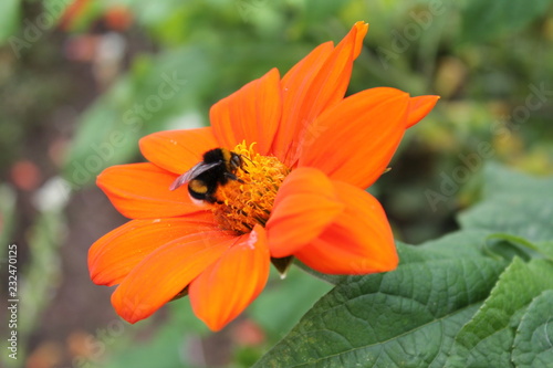 big bumblebee is resting on the flower of Chinese chrysanthemum. Chinese chrysanthemum flower on an isolated background