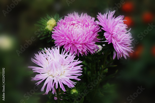A great trio of purple asters sings a sweet summer song. Purple gortennziy asters on an isolated background