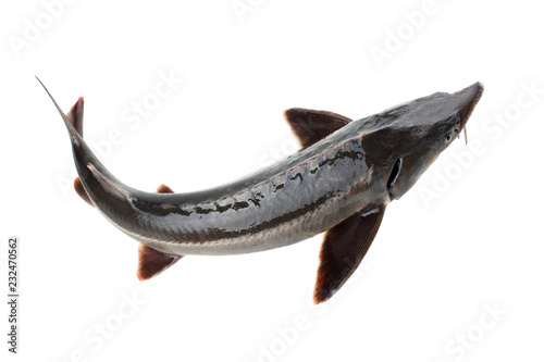 Photography Sturgeon fish isolated on white background