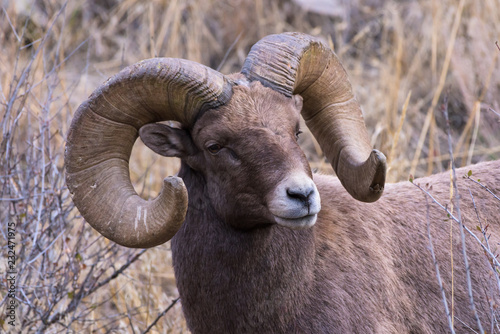 Colorado Rocky Mountain Bighorn Sheep - Mature Rutting Bighorn Ram.