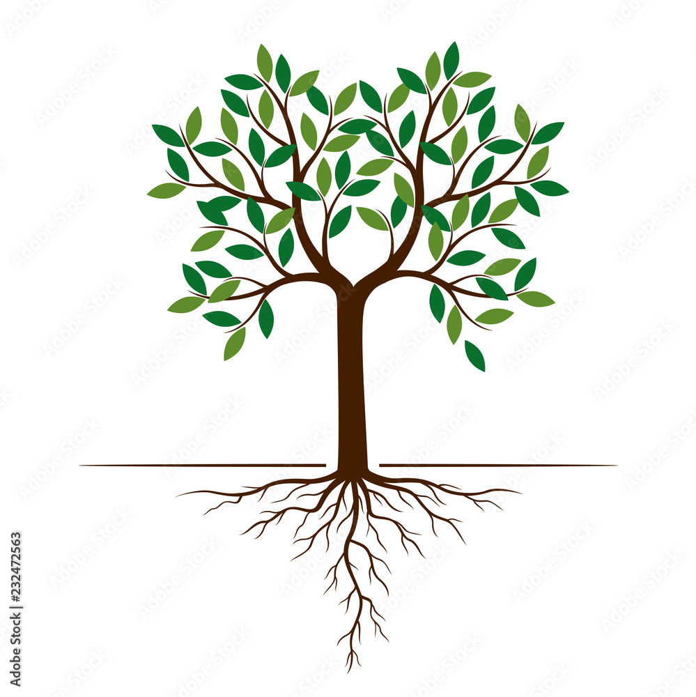 Fototapeta premium Color Tree and Roots. Vector Illustration.