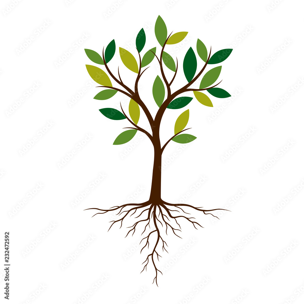 Fototapeta premium Color Tree and Roots. Vector Illustration.