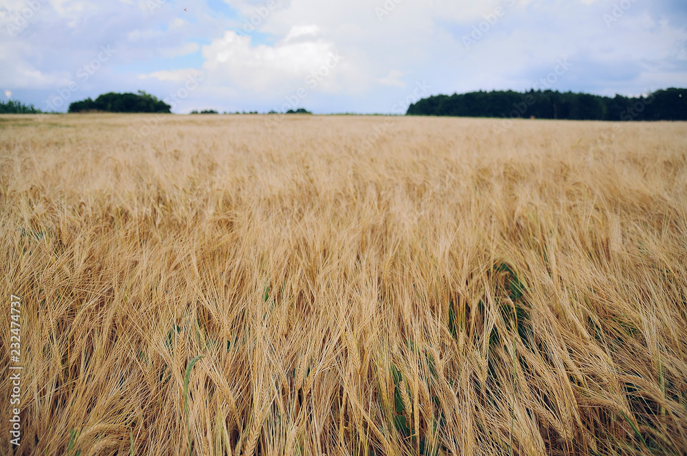 Gold wheat field and blue sky