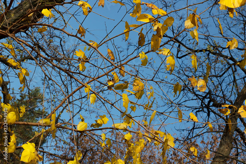Yellow foliage against the sky