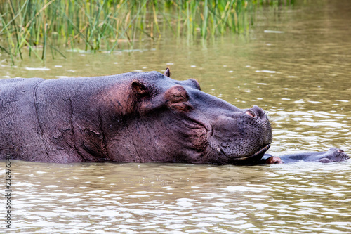 Hippo Safari in St Lucia South Africa