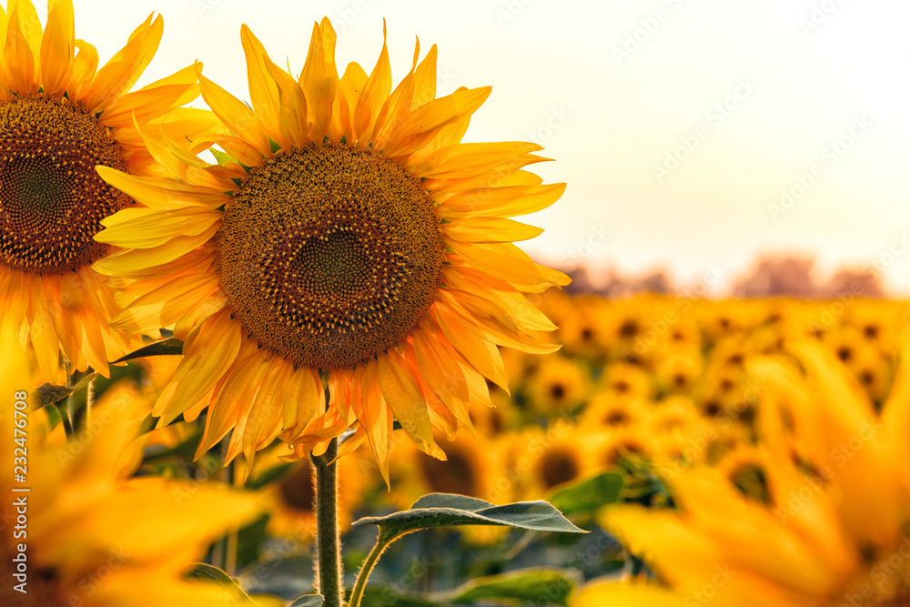 Naklejka premium sunflower