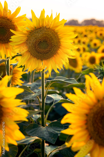 Fototapeta Naklejka Na Ścianę i Meble -  sunflower