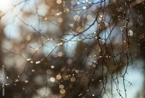 Abstract winter nature background - tree branch covered with transparent shiny ice drops on frosty day, soft focus and shallow depth, blurred background. 