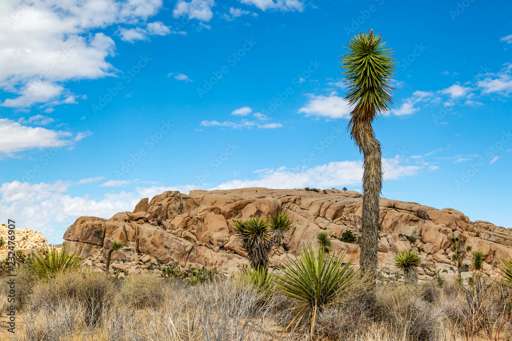 A rocky landscape in Joshua Tree National Park, California A rocky landscape in Joshua Tree National Park, California