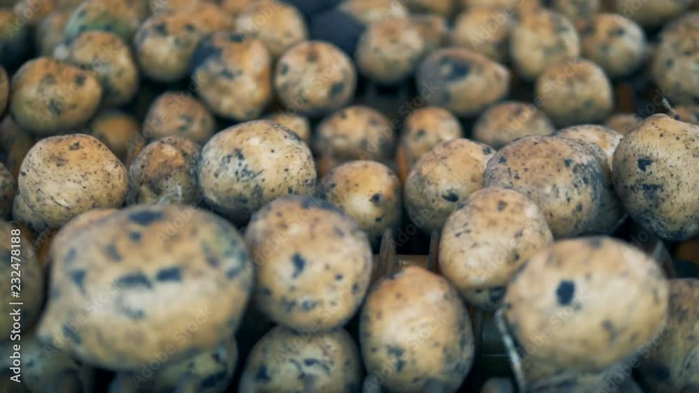 Dirty potatoes spinning on a metal conveyor, close up. Dirty potatoes spinning on a metal conveyor, close up.