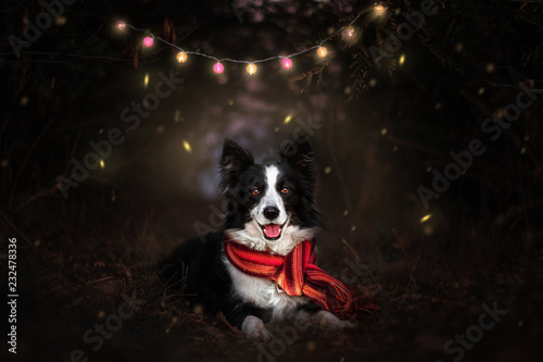border collie dog in magical night forest with fireflies