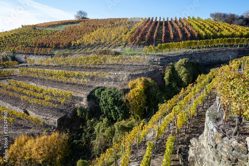 Herbstliche Weinberge