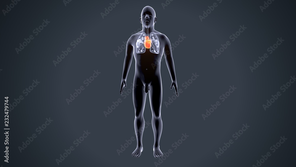 Fototapeta premium 3d rendered anatomy illustration of a human heart