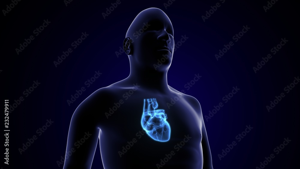 3D Illustration of Human Body Organs Heart Anatomy 3D Illustration of Human Body Organs Heart Anatomy