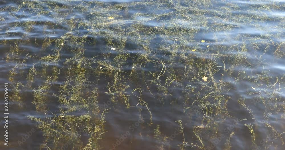 Algae and the movement of water surface in the fall in the river Algae and the movement of water surface in the fall in the river