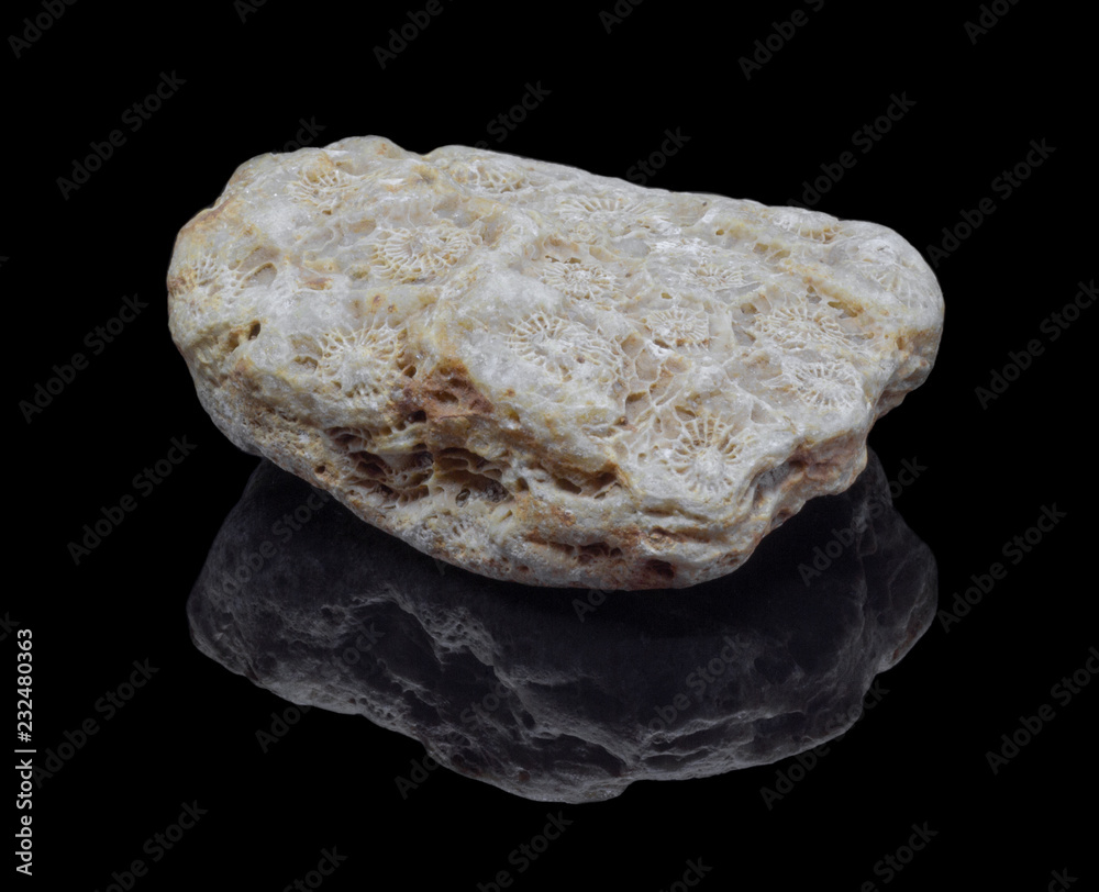 Natural fossilized coral on a black background Natural fossilized coral on a black background