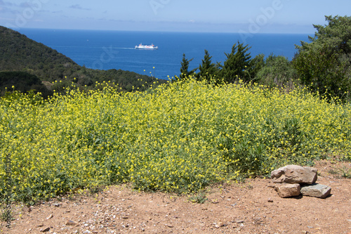 landscape with flowered meadow and sea