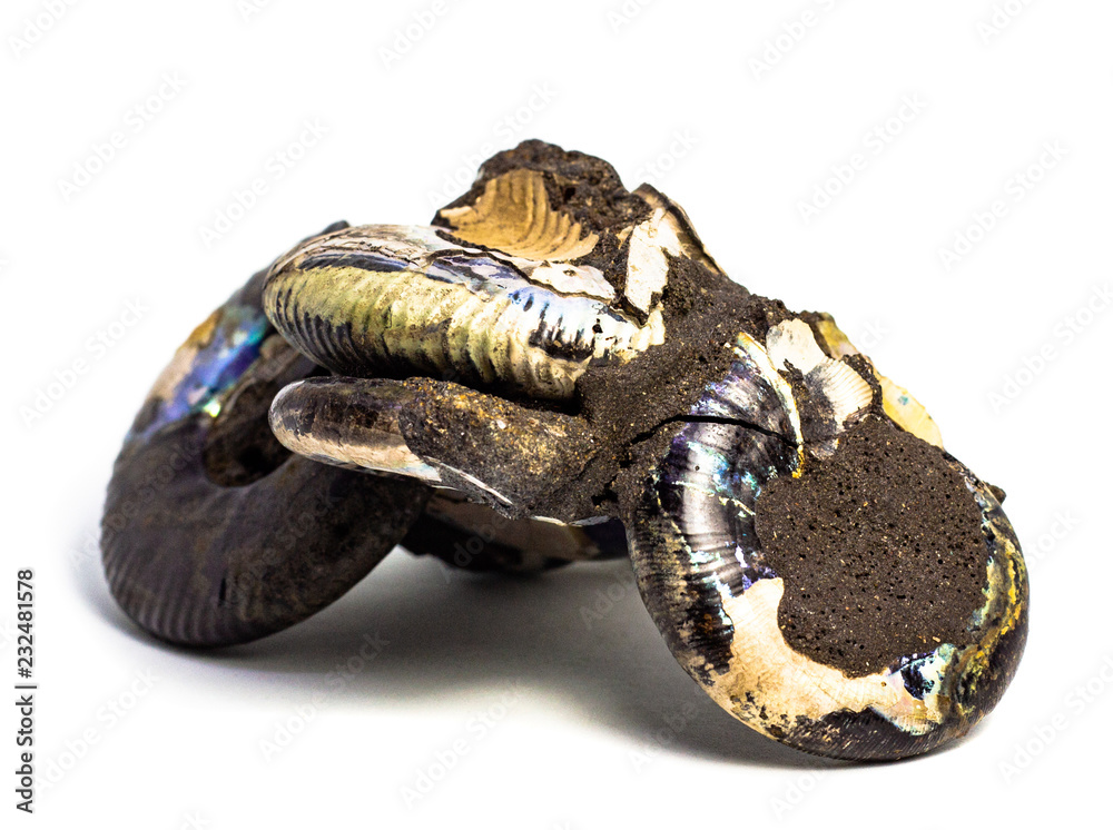 Naklejka premium Natural fossilized shell on a white background