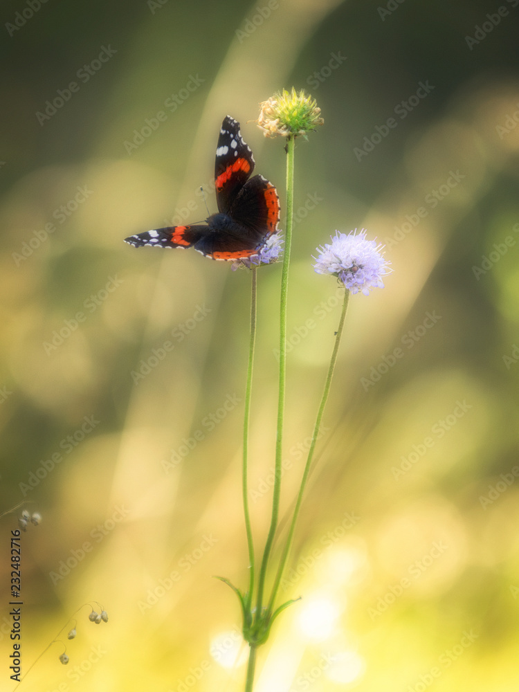 Fototapeta premium Admiral