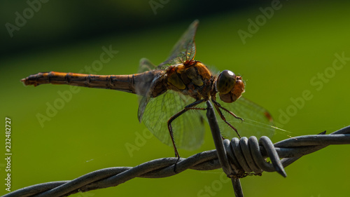 Dragonfly resting  insect