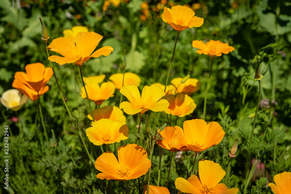 Closeup of bright yellow California poppy flowers with green background