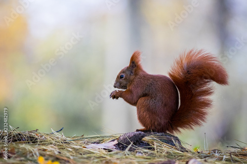 Tapety artystyczne Red squirrel 