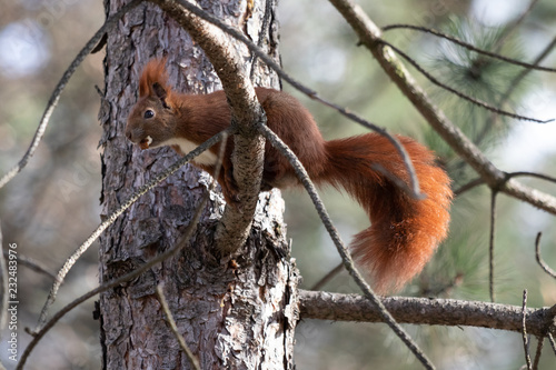 Red squirrel (Sciurus vulgaris) © Marc Scharping
