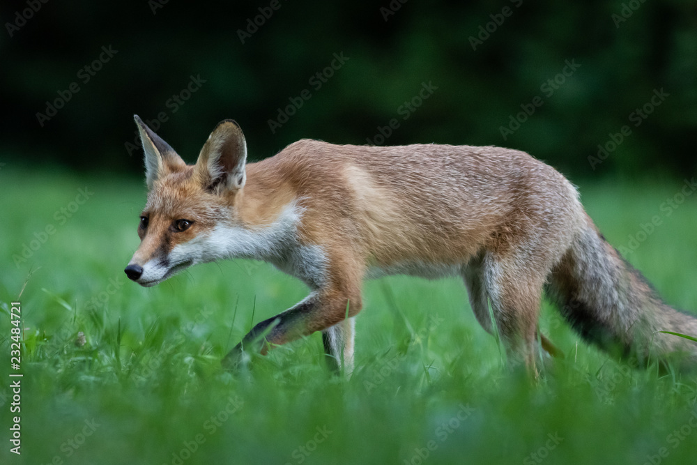 Red fox (Vulpes vulpes) Red fox (Vulpes vulpes)