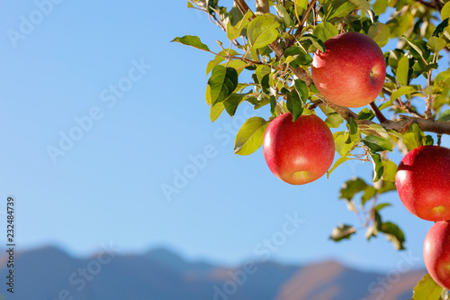 Canvas Print Apples of the Fuji variety in the apple orchard against the blue sky and mountains
