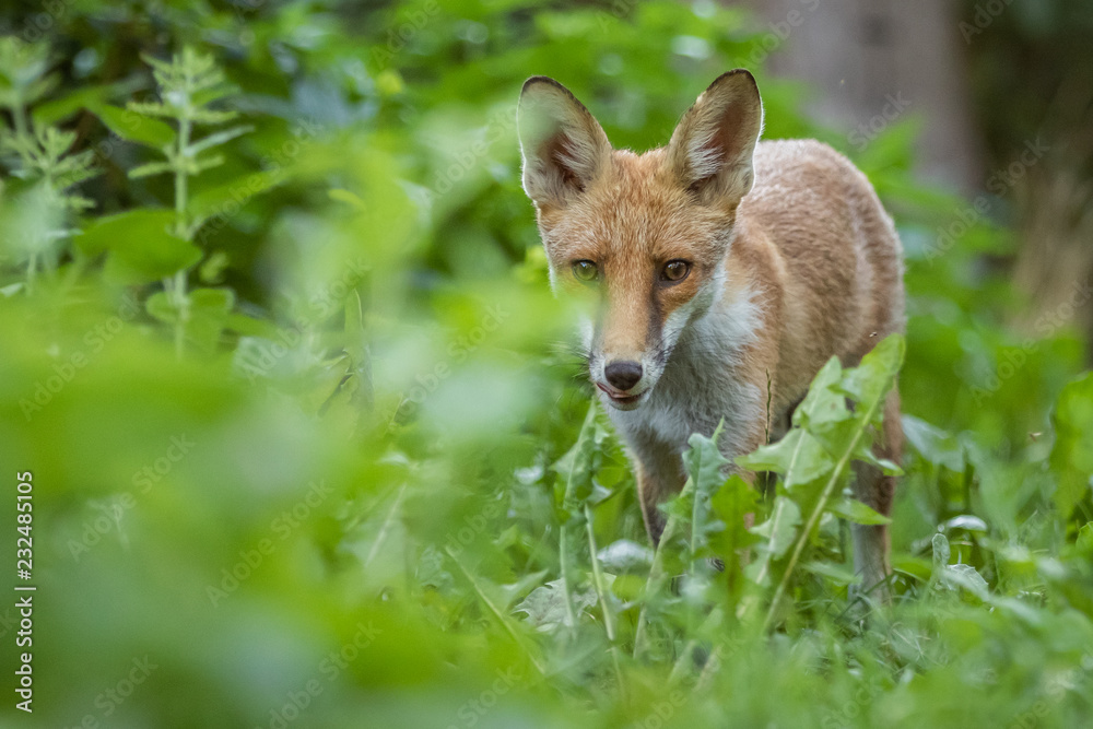 Fototapeta premium Red fox (Vulpes vulpes)