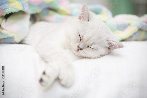 Beautiful cat breed Scottish straight chinchilla sleeping