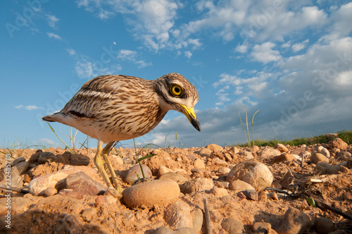 Burhinus oedicnemus (Eurasian thick knee, Eurasian Stone-curlew, Stone Curlew) reaching its nest, wide angle photo