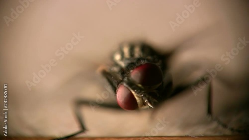 macro insect fly front view looping