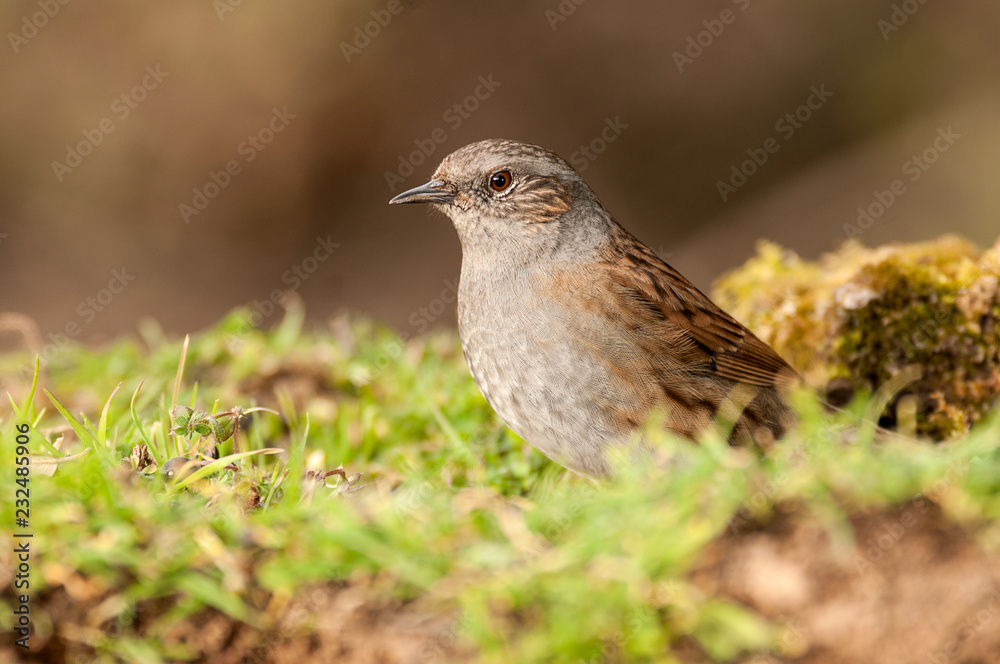 Fototapeta premium Dunnock (Prunella modularis), Looking for food in the field