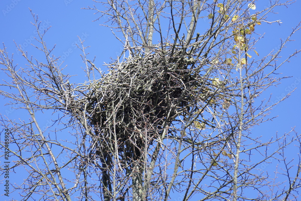 Vogelnest auf einer Baumkrone, Blauer Himmel Vogelnest auf einer Baumkrone, Blauer Himmel