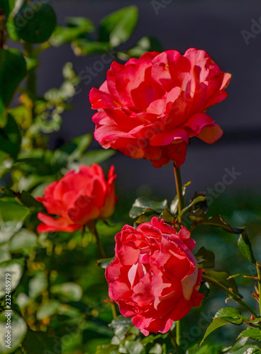 Beautiful roses in a flower bed in the Mikhailovsky garden.